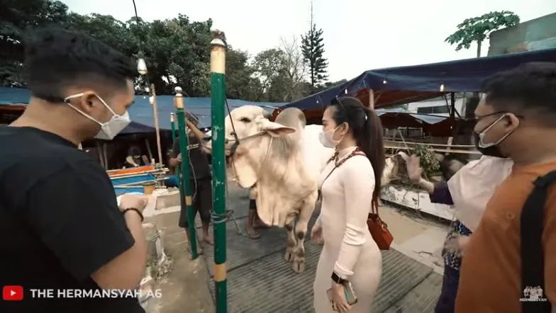 Azriel Hermansyah beli sapi © YouTube/The Hermansyah A6 Azriel Hermansyah beli sapi © YouTube/The Hermansyah A6