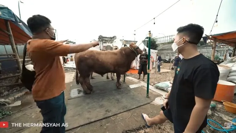 Azriel Hermansyah beli sapi © YouTube/The Hermansyah A6 Azriel Hermansyah beli sapi © YouTube/The Hermansyah A6