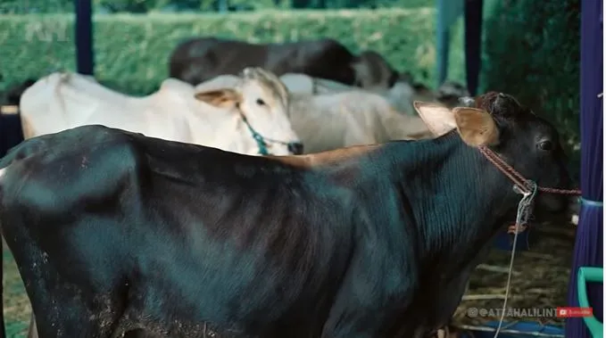 Momen Atta Halilintar bersama hewan kurban © 2021 brilio.net