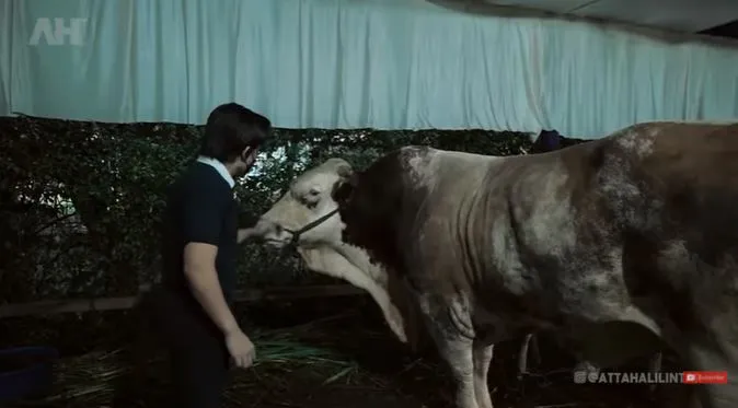 Momen Atta Halilintar bersama hewan kurban © 2021 brilio.net