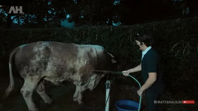 Momen Atta Halilintar bersama hewan kurban © 2021 brilio.net