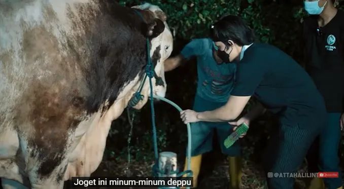 Momen Atta Halilintar bersama hewan kurban © 2021 brilio.net