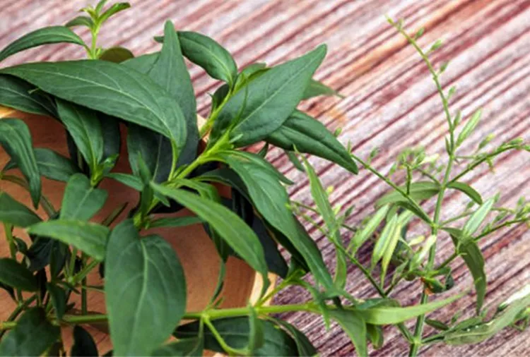 Suplemen herbal © 2021 brilio.net Suplemen herbal © 2021 brilio.net