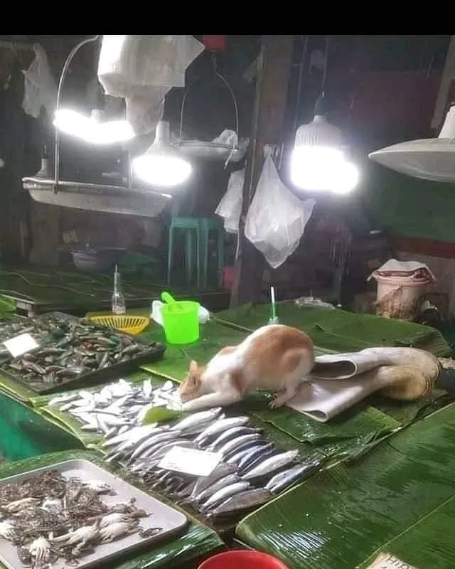 dagangan pasar nyeleneh © 2021 berbagai sumber dagangan pasar nyeleneh © 2021 berbagai sumber