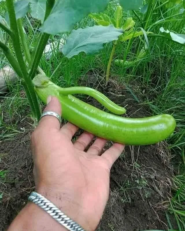 potret lucu buah di pohon © 2021 1cak.com