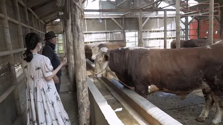 potret peternakan sapi ayah shandy aulia © YouTube potret peternakan sapi ayah shandy aulia © YouTube