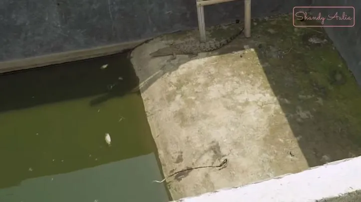 potret peternakan sapi ayah shandy aulia © YouTube potret peternakan sapi ayah shandy aulia © YouTube