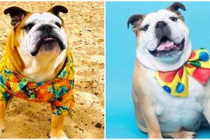 Rayakan ulang tahun anjing, pasangan ini rogoh dana hingga Rp 42 juta