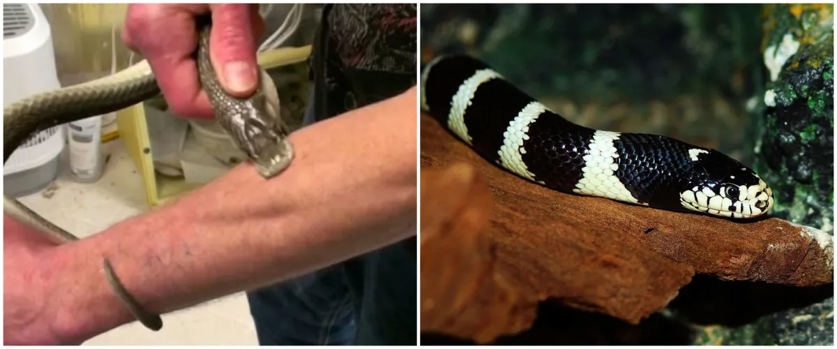 Aksi nekat pria gigit balik ular berbisa setelah kakinya digigit