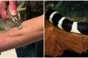 Aksi nekat pria gigit balik ular berbisa setelah kakinya digigit