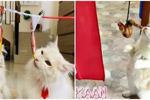 9 Momen lucu kucing lomba 17an, ada yang ikut 'panjat pinang'