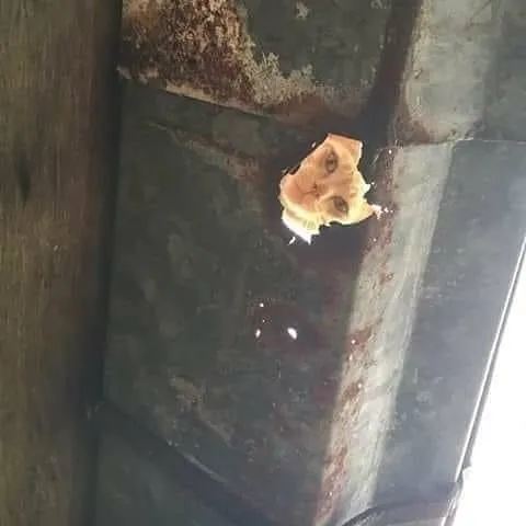 potret lucu kucing ngagetin © 2021 instagram.com potret lucu kucing ngagetin © 2021 instagram.com