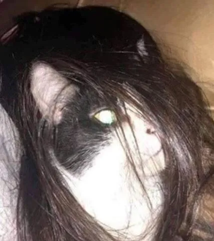 potret lucu kucing ngagetin © 2021 instagram.com potret lucu kucing ngagetin © 2021 instagram.com