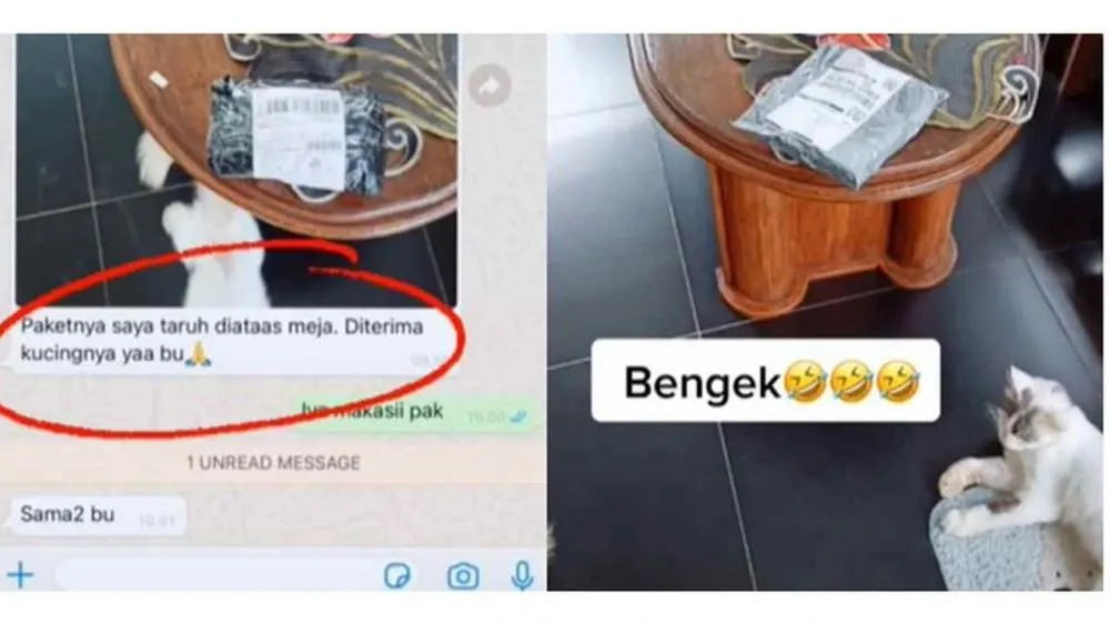 kucing jadi penerima paket lucu © 2021 berbagai sumber