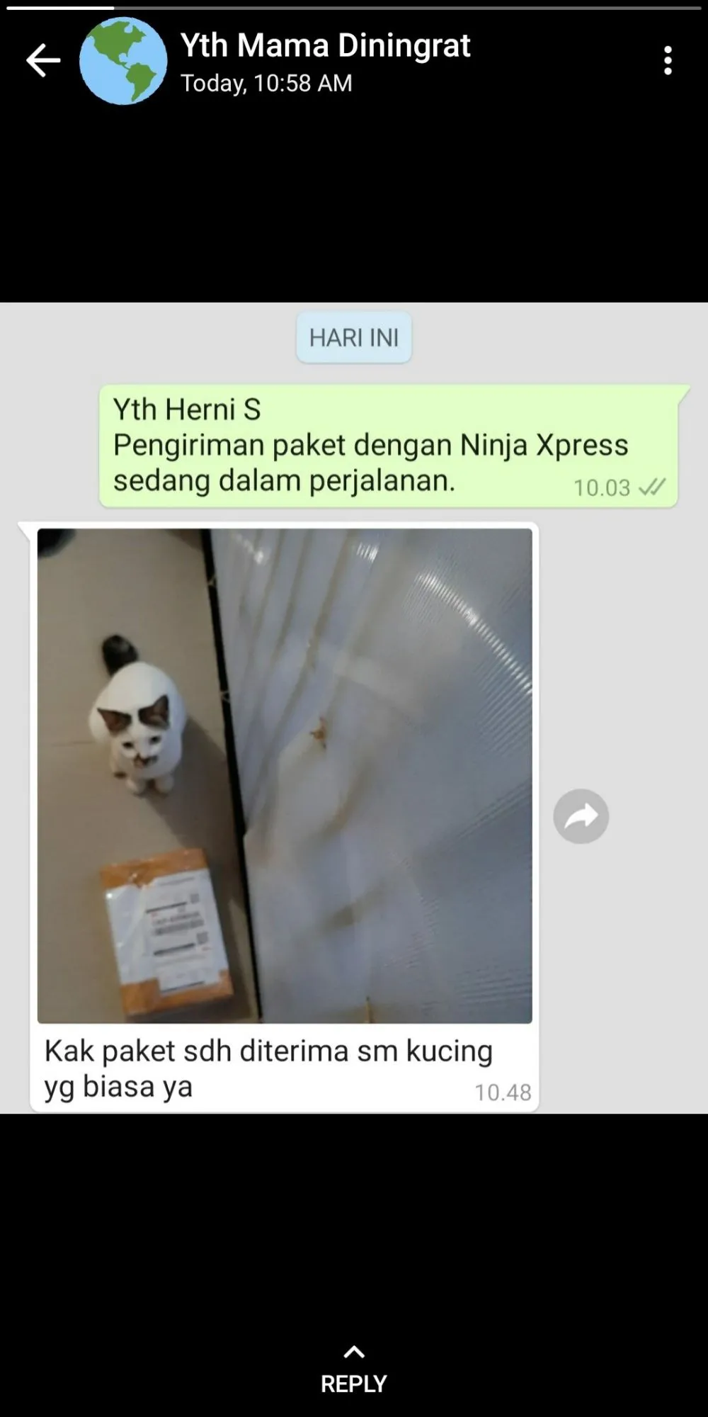 kucing jadi penerima paket lucu © 2021 berbagai sumber