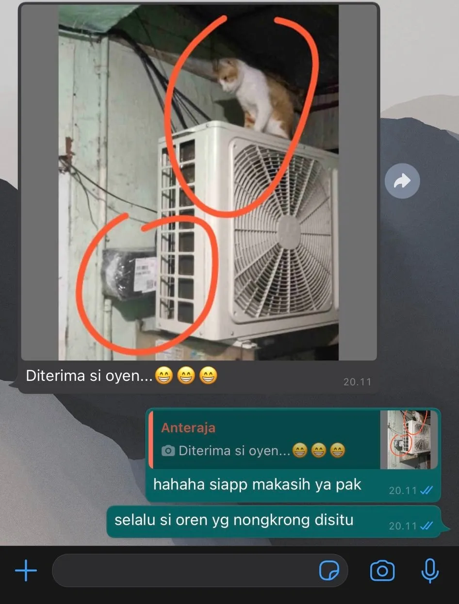 kucing jadi penerima paket lucu © 2021 berbagai sumber