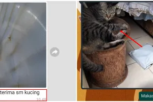 13 Momen lucu kucing menerima paket ini absurdnya bikin cekikikan