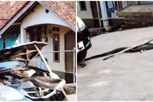 Kap mobil jadi sarang king kobra, proses penangkapan bikin deg-degan