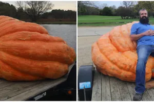 Pria ini panen labu raksasa seberat 1.133 kg