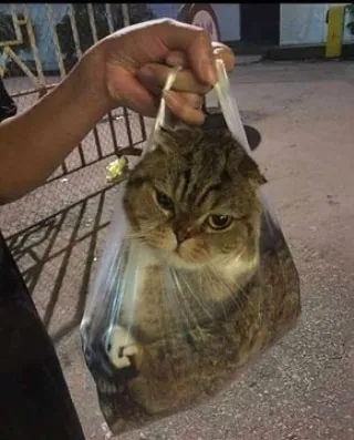 cara amankan hewan peliharaan yang kocak abis © 2021 instagram.com cara amankan hewan peliharaan yang kocak abis © 2021 instagram.com