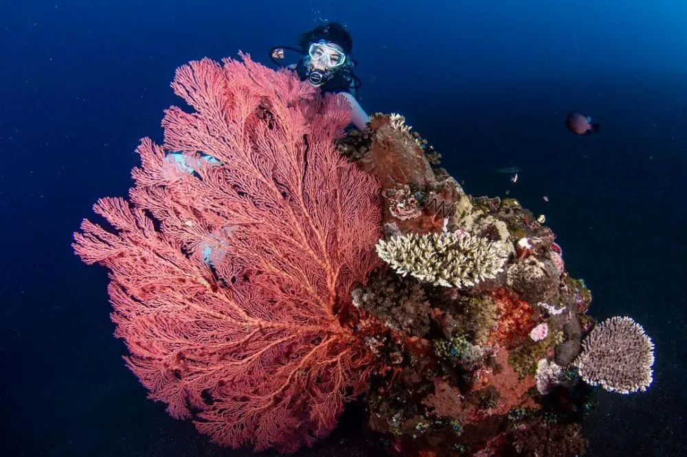 Potret Gisel Diving © 2021 Instagram