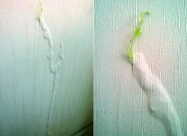 tanaman muncul tempat nggak biasa © 2021 Berbagai Sumber tanaman muncul tempat nggak biasa © 2021 Berbagai Sumber