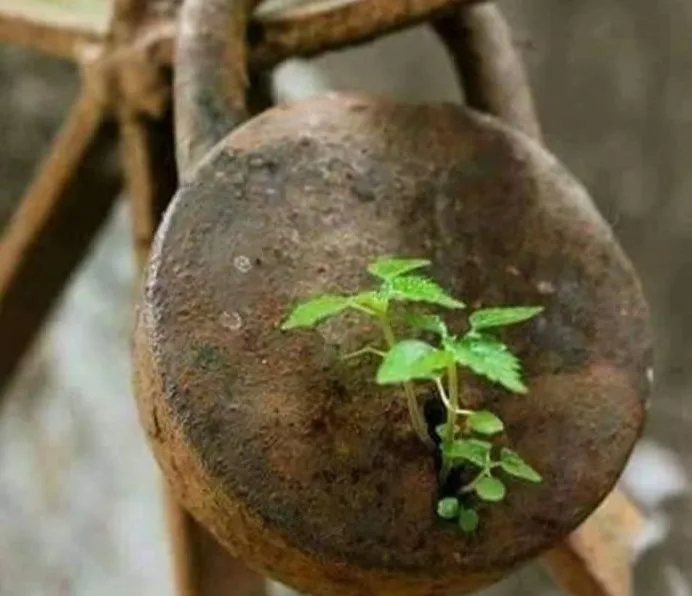 tanaman muncul tempat nggak biasa © 2021 Berbagai Sumber tanaman muncul tempat nggak biasa © 2021 Berbagai Sumber