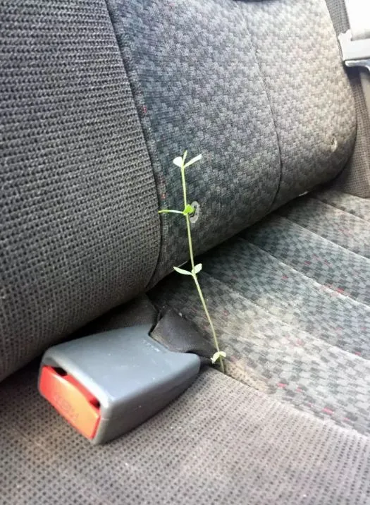 tanaman muncul tempat nggak biasa © 2021 Berbagai Sumber tanaman muncul tempat nggak biasa © 2021 Berbagai Sumber