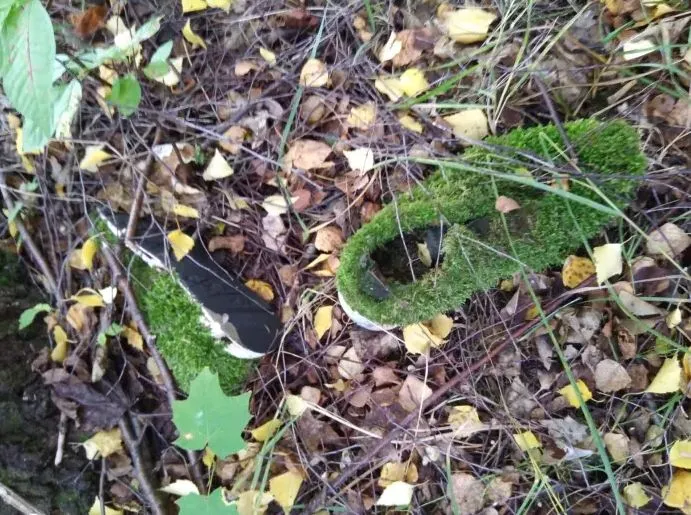 tanaman muncul tempat nggak biasa © 2021 Berbagai Sumber tanaman muncul tempat nggak biasa © 2021 Berbagai Sumber