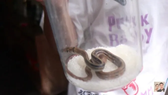 ular di rumah Baim Wong © 2021 brilio.net