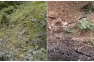 Aksi prajurit TNI saat lakukan kamuflase di hutan, bisa temukan?