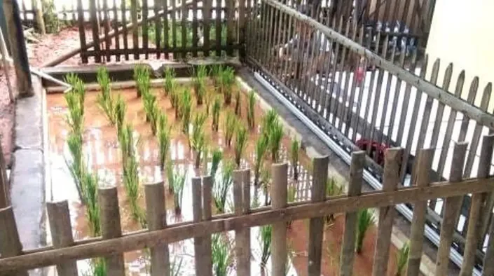 aksi lucu petani bercocok tanam © 2021 berbagai sumber