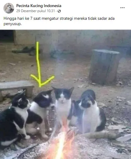 status pemilik kucing © 2021 Facebook