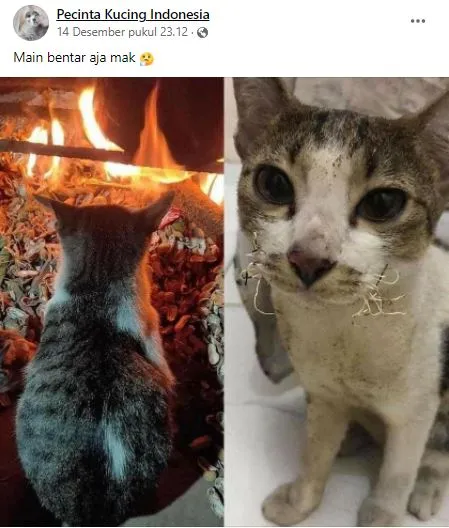 status pemilik kucing © 2021 Facebook