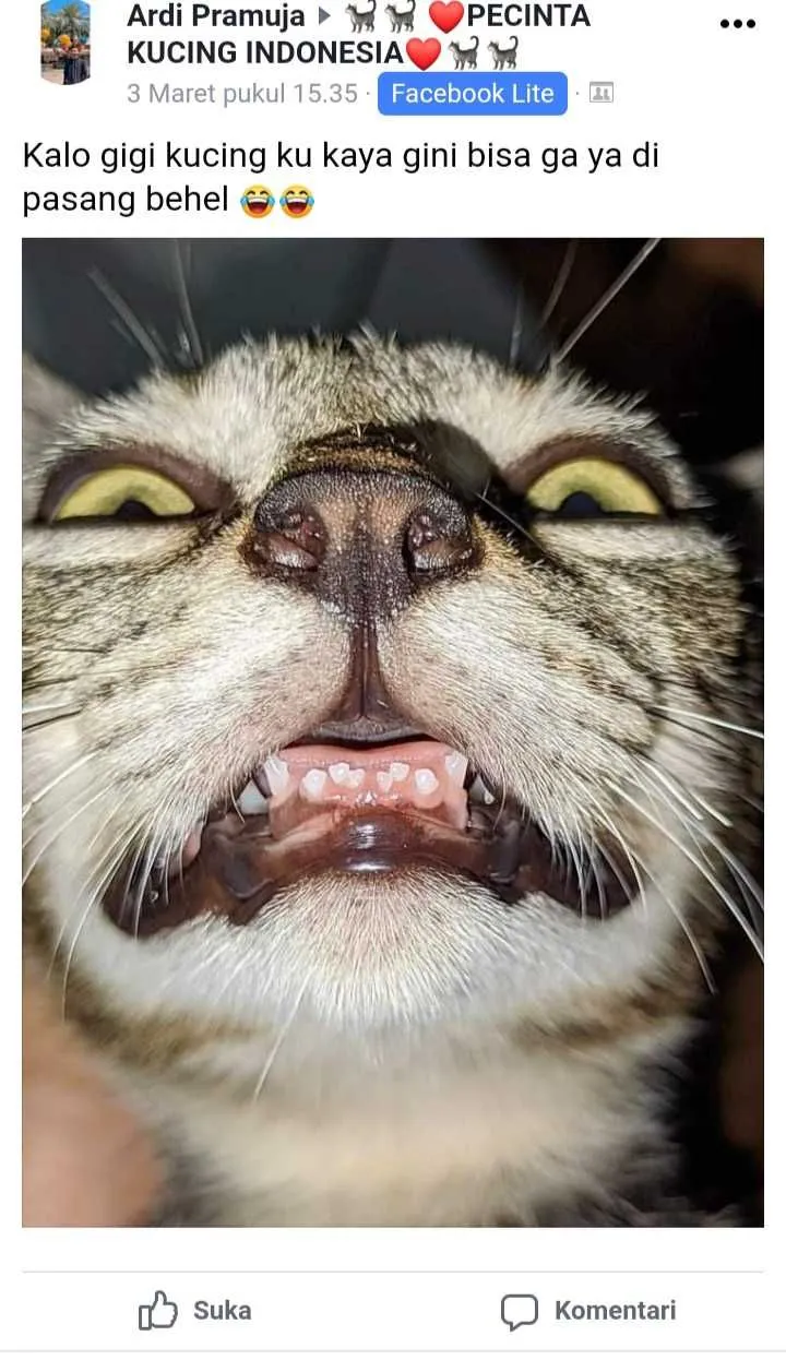 status pemilik kucing © 2021 Facebook