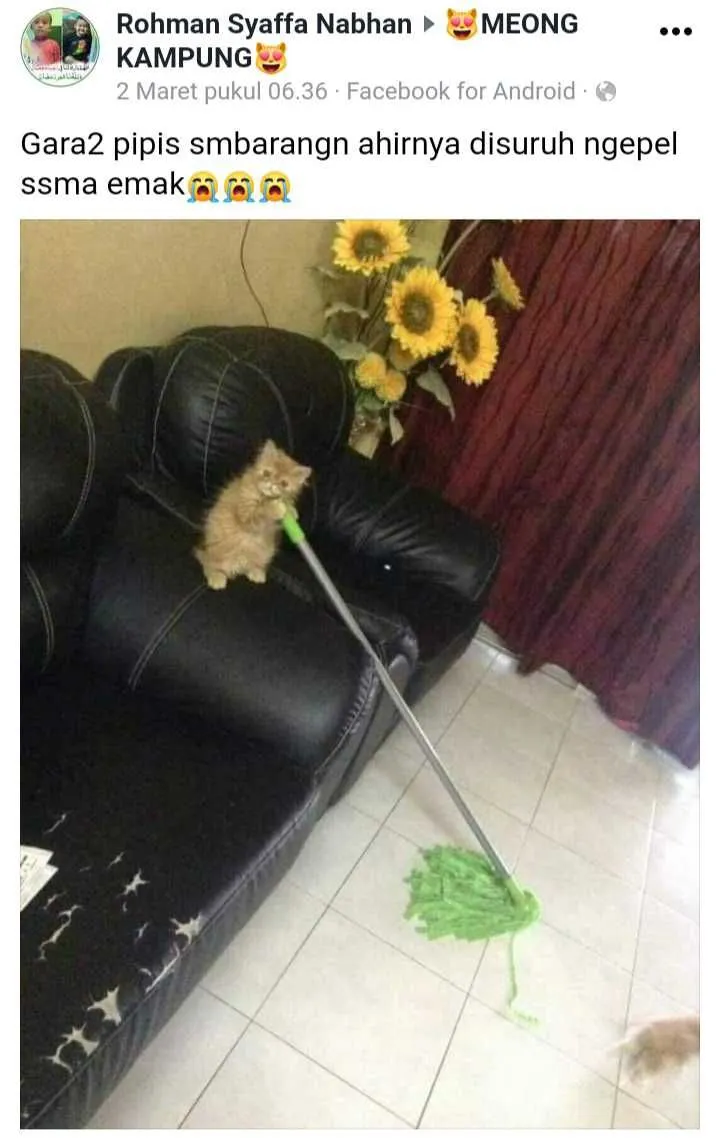 status pemilik kucing © 2021 Facebook