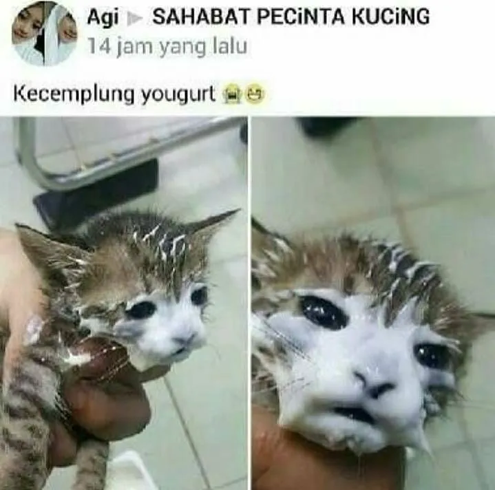 status pemilik kucing © 2021 Facebook