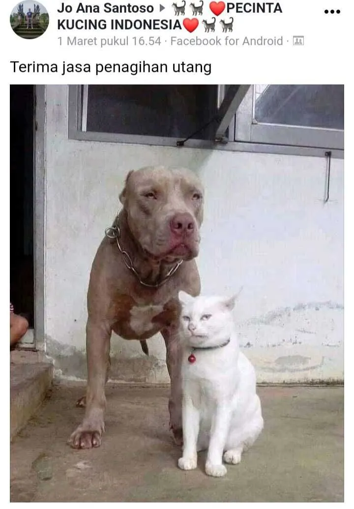 status pemilik kucing © 2021 Facebook