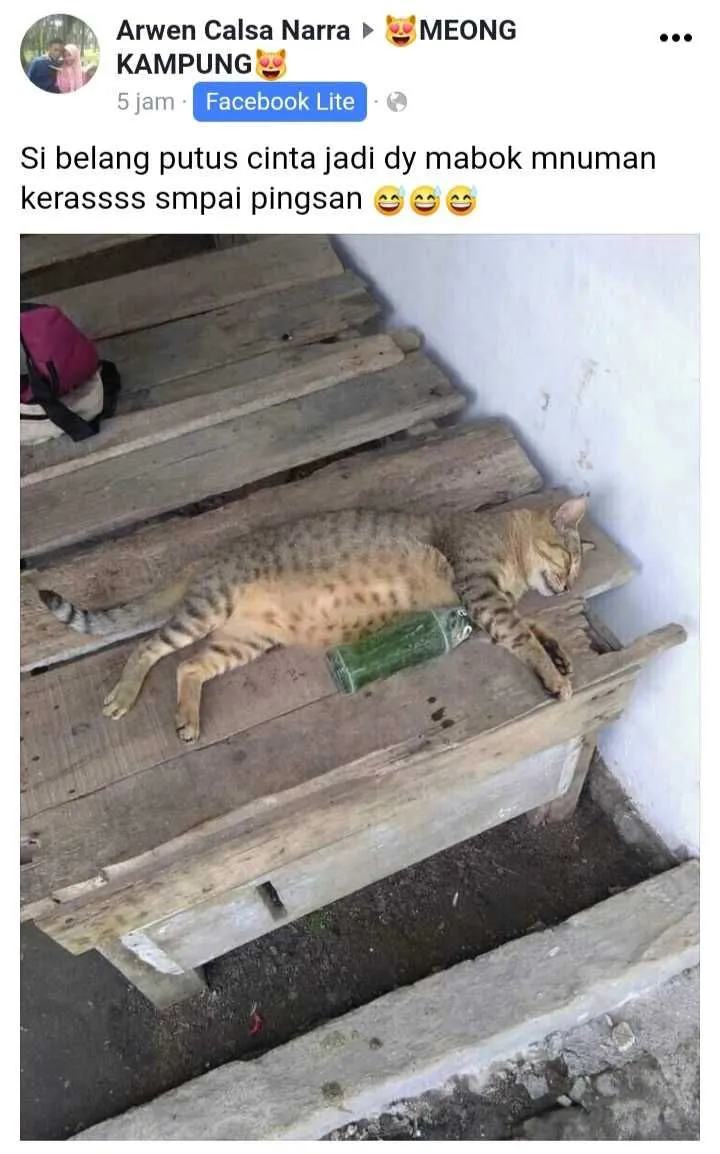 status pemilik kucing © 2021 Facebook