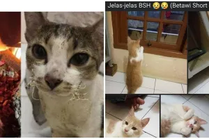 21 Status nyeleneh pemilik kucing ini bikin senyum kecut