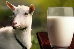 Ini manfaat susu formula kambing untuk tumbuh kembang si kecil  