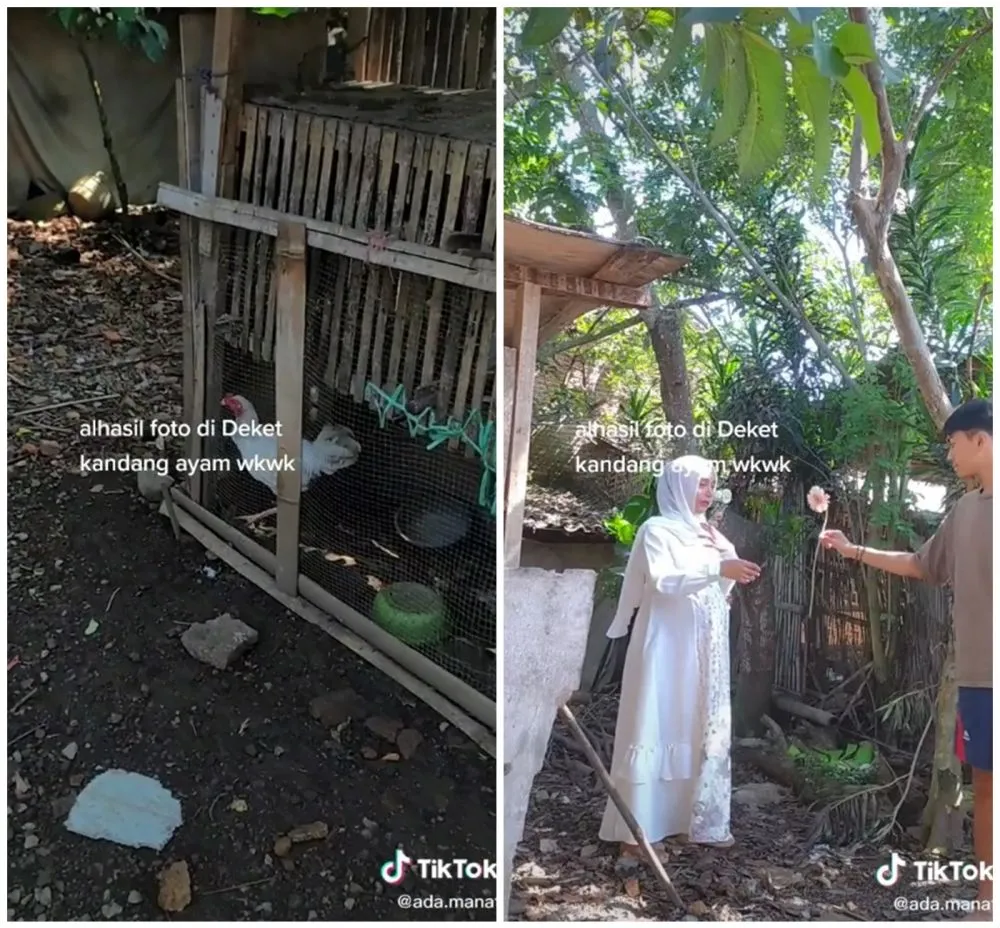 maternity shoot di kandang ayam © TikTok maternity shoot di kandang ayam © TikTok