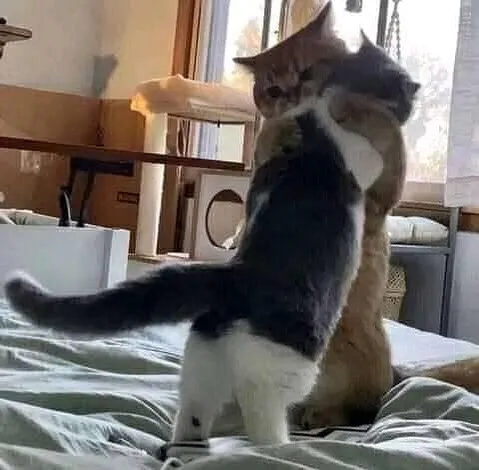 potret kocak tingkah laku hewan  © 2022 berbagai sumber