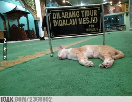 peringatan absurd untuk kucing © berbagai sumber