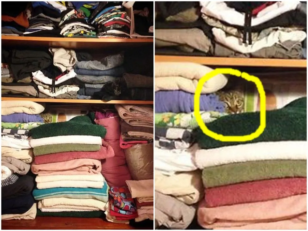 potret kucing sembunyi © Twitter potret kucing sembunyi © Twitter