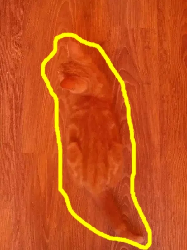 potret kucing sembunyi © Twitter potret kucing sembunyi © Twitter