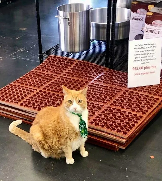 kucing jaga toko Twitter kucing jaga toko Twitter