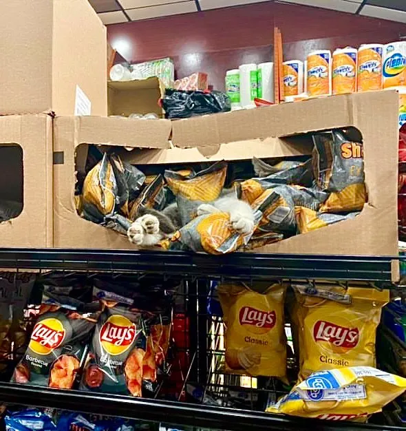 kucing jaga toko Twitter kucing jaga toko Twitter