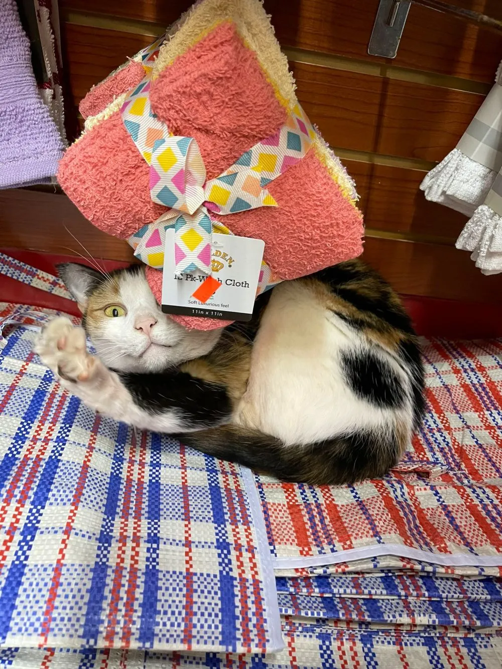 kucing jaga toko Twitter kucing jaga toko Twitter