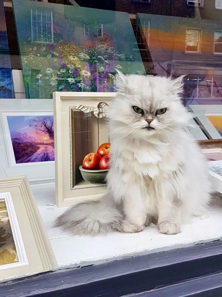 kucing jaga toko Twitter kucing jaga toko Twitter